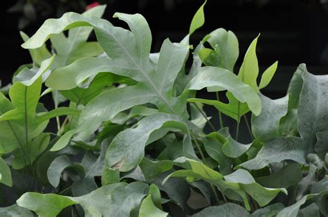 Папоротник Флебодиум: фото, описание, уход в домашних условиях