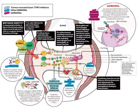 Rheumatoid Arthritis Research Models | CIA Model - HkeyBio