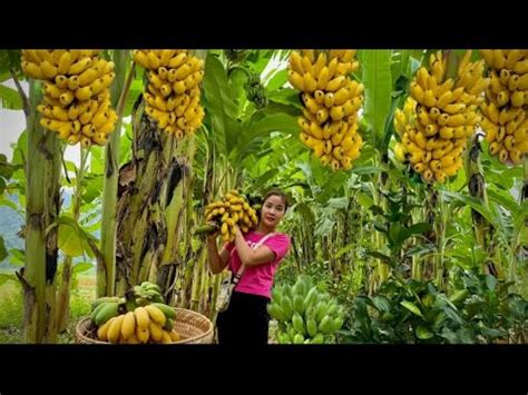 FULL VIDEO 60 Days Harvesting Ripe Sugar Oranges Pineapple Go To The