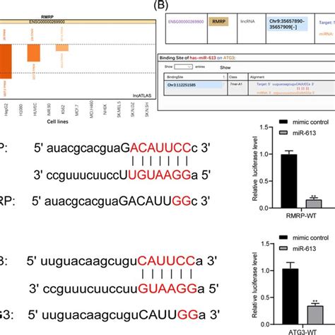 Long Noncoding RNAs RNA Component Of Mitochondrial RNA Processing