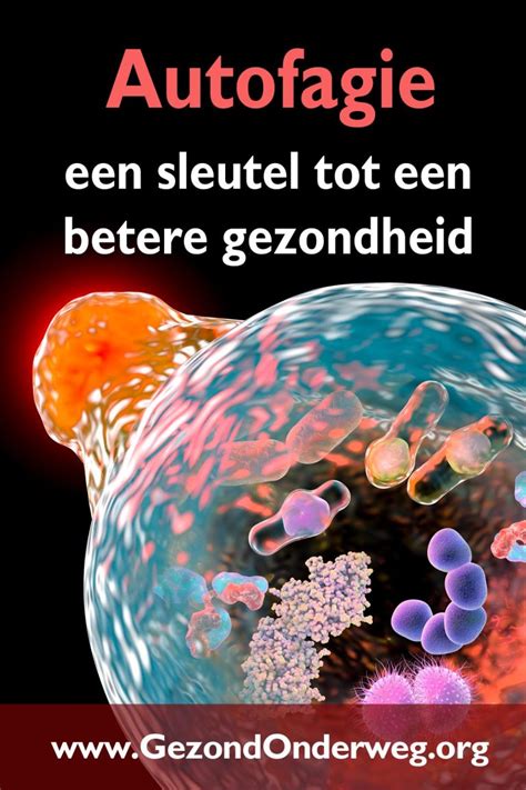 Autofagie Een Sleutel Tot Een Betere Gezondheid Gezond Onderweg
