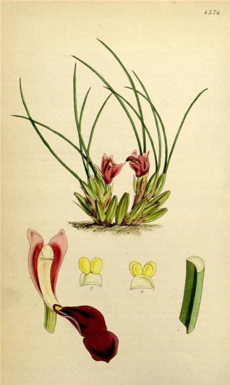 Over 1000 Free Botanical Vintage Prints Herbariums Botanical