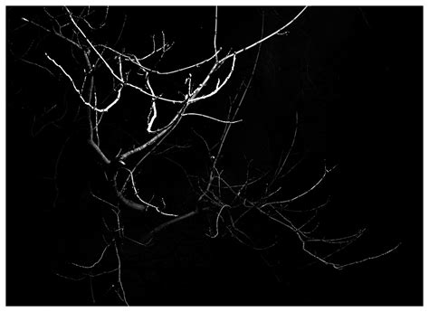In the treetops on Behance