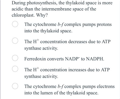 Solved During photosynthesis, the thylakoid space is more | Chegg.com