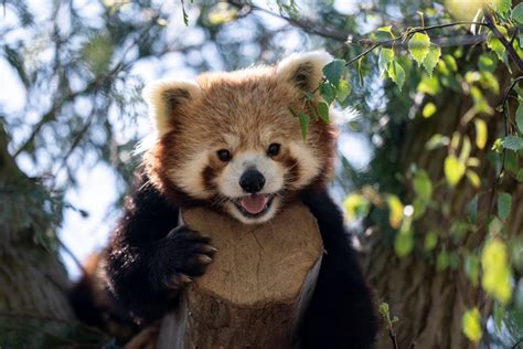 Peter trifft Mei Mei im neuen Zuhause Red Pandazine Das Magazin für