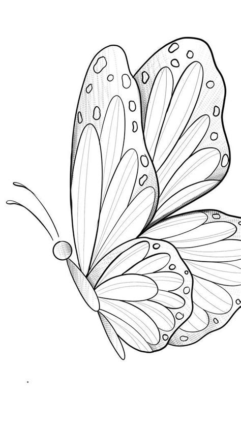 how to draw a butterfly step by step easy