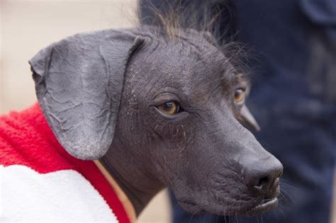Viringo Peruano Cómo Este Perro Sin Pelo Se Convirtió En Patrimonio Cultural De Perú Bbc News