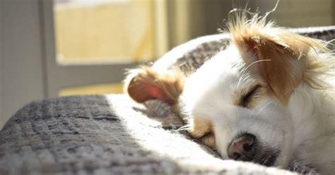 Mon Chien Est Toujours Collé à Moi Chien Nouvelles