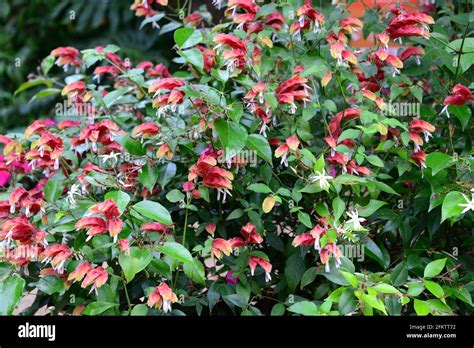 Mexican Shrimp Plant Flower Hi Res Stock Photography And Images Alamy