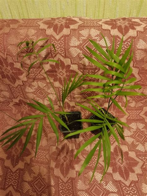 Хамедорея 150,200 Папоротник давалия 100,150,200 Калатея зебрина 400 ...