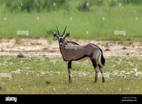 Calf Of Common Antelope Gemsbok Oryx Gazella In Kalahari After Rain