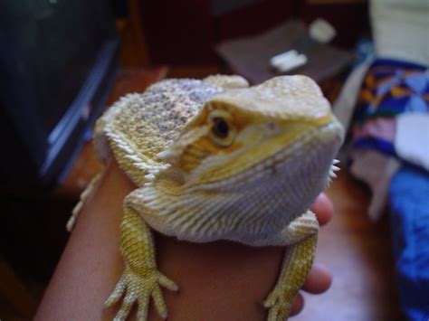 Turbo the Yellow Spotted Lizard - Community Photos - Nano-Reef Community