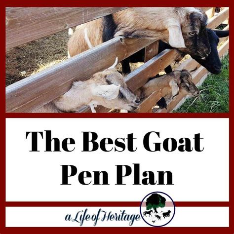 Goat Pen: The Pen Setup You Need for Your Goats