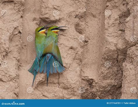 Blue Tailed Bee Eater In Breeding Colony With Nest Stock Image Image