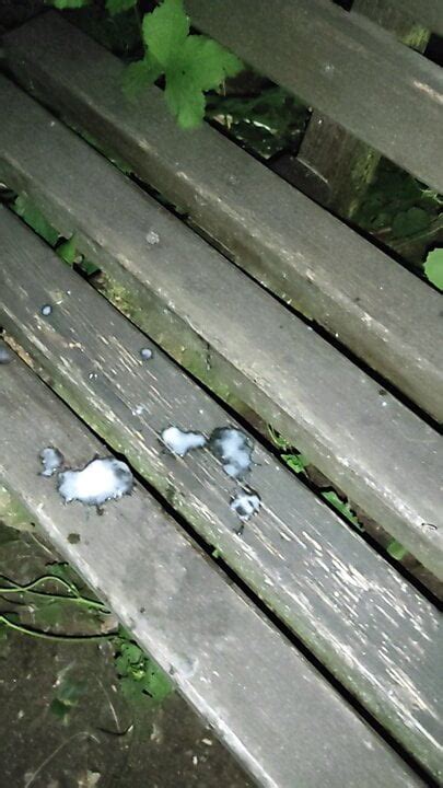 Jerkoff Outdoor With Cum And Piss Gay Porn 3d XHamster XHamster