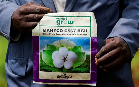 Kenyas Gmo Maize Push Sowing Trouble For Food Sector Farmers Warn
