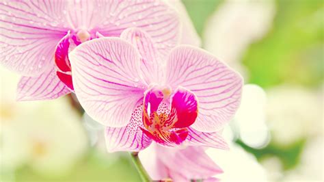 orchid flower-flowers Desktop Wallpapers Preview | 10wallpaper.com