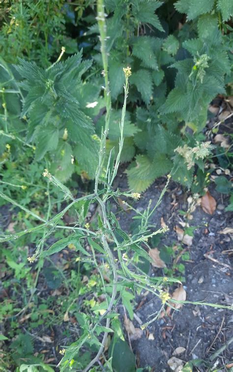 Sisymbrium Officinale Hedge Mustard North Creake Norfo Flickr