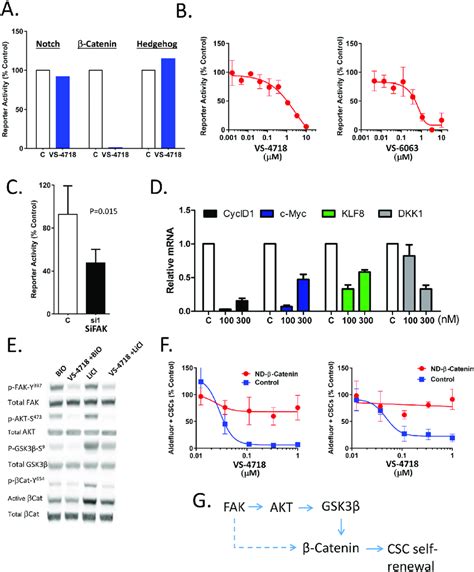 Inhibition Of Fak Attenuates Wntβ Catenin Signaling A C Fak