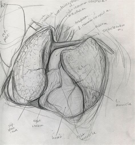 Как нарисовать внутренние органы человека - 16 фото