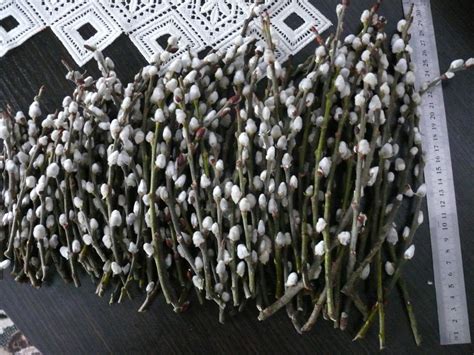 Pussy Willow Branches Easter Decor Home Decor Catkins Etsy