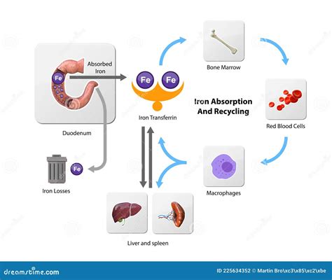 Iron Metabolism From Liver Intestine And Spleen Ferrum Circulation