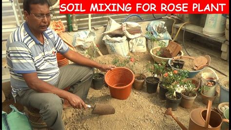 How To Care Rose Plant With Soil Making With English Subtitle Youtube