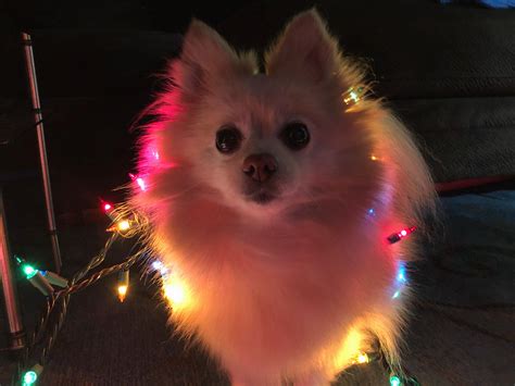 Zephyr getting into the holiday spirit : r/Pomeranians