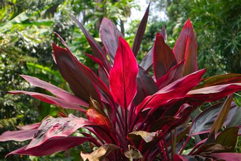 What Is A Cordyline Plant Information About Varieties Of Cordyline