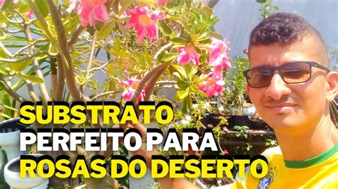 Qual O Melhor Substrato Para Rosa Do Deserto Veja Youtube