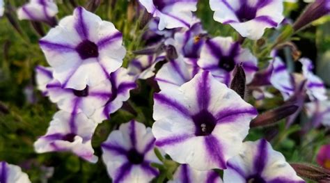 Petunia Colors: What Colors do Petunias Bloom?