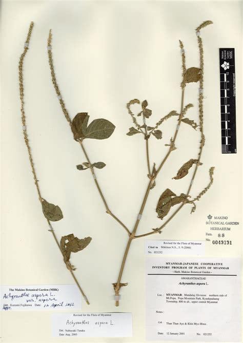 Achyranthes Aspera L Var Aspera Myanmar Vascular Plants Database