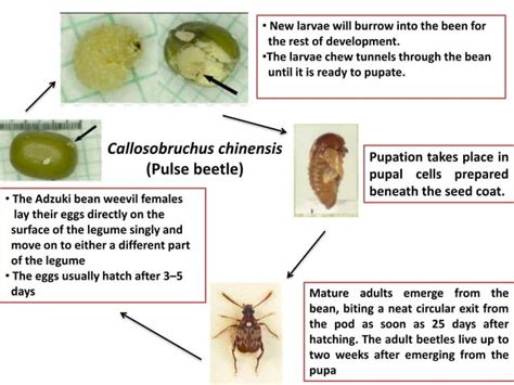 Pests Of Cereals And Grains