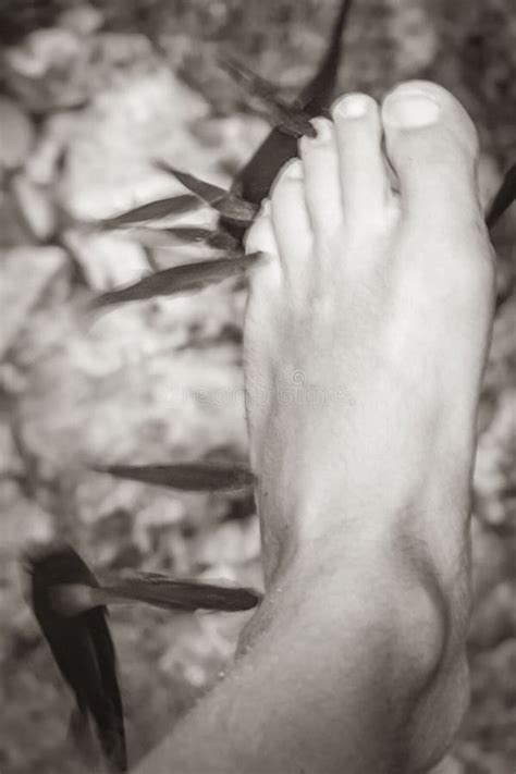 Fish Bite Feet In The Water Cenote Tajma Ha Mexico Stock Photo Image