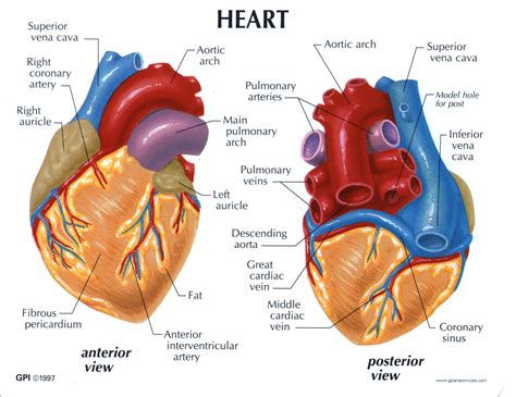 Students Are Debating Base Of The Heart Anatomy Online Now - RYZE Superfoods