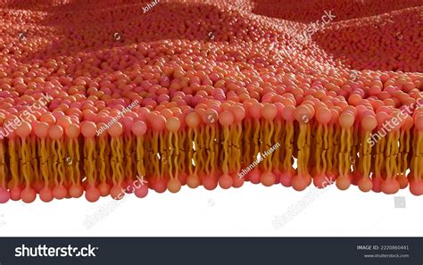 Illustration Phospholipid Bilayer Membrane 3d Render Stock Illustration ...