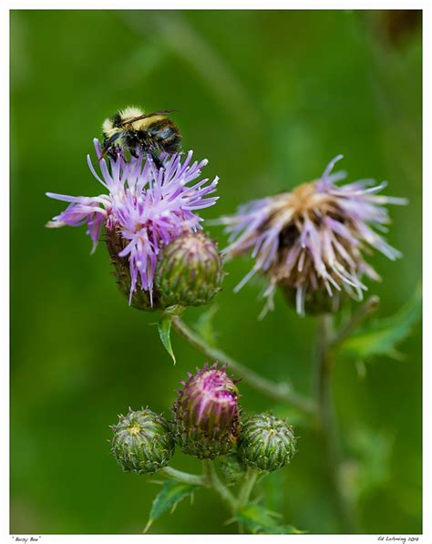 “Busy Bee” | Ed Lehming Photography