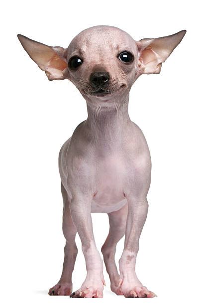 Hairless Chihuahua Pic Stock Photos Pictures And Royalty Free Images