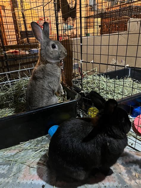 Buckeye House Rabbit Society Helping Rabbits In Ohio Since 1997