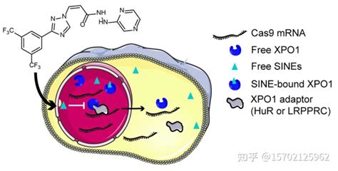 新研究揭示一系列能够提高cas9基因编辑和碱基编辑特异性的选择性核输出抑制剂 知乎