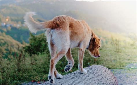 Enfermedad Del Saco Anal En Perros Wakyma Blog Mascotas