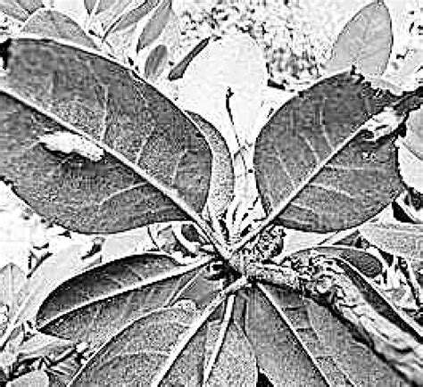 How gardeners can control pests and also protect pollinators - Glen