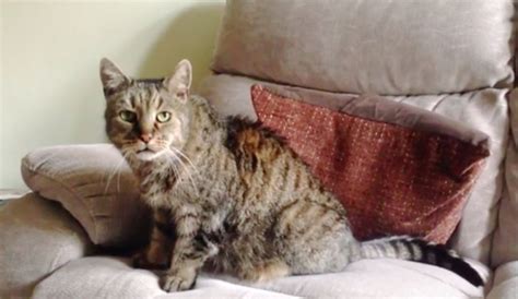 32-year-old Cat Who Found His Humans 27 Years Ago, Left an Incredible ...