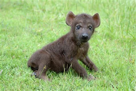 Baby Spotted Hyena Stock Image Image Of Africa Hyaenidae 14196097