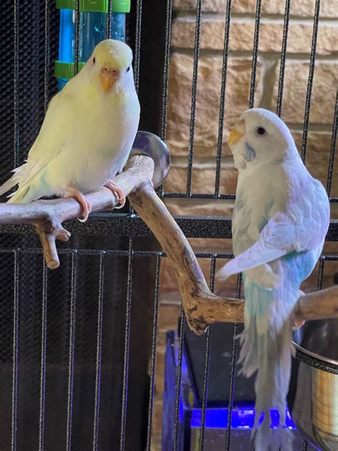 My Parakeets Have Frayed Feathers One Has The Tail Feather Frayed And