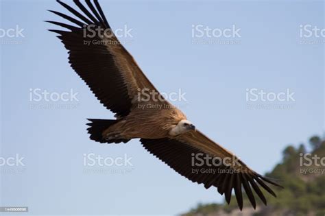 Eurasian Griffon Vulture Soaring Above The Forests Stock Photo