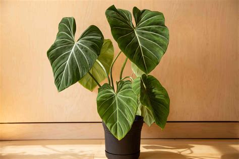 How To Grow And Care For Philodendron Gloriosum