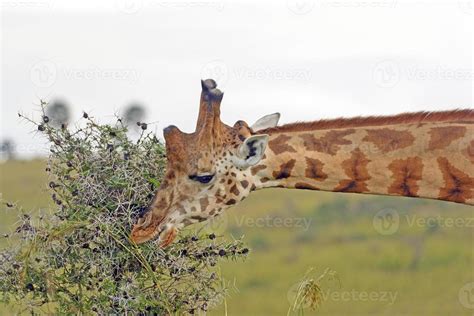 girafa de rothchild comendo folhas de acácia 3432617 Foto de stock no