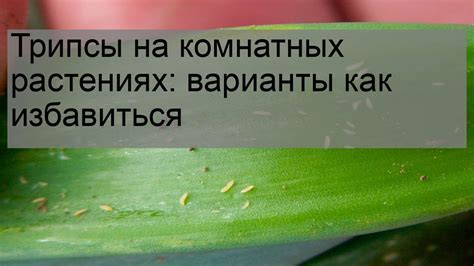 Трипсы на комнатных растениях: варианты как избавиться - YouTube