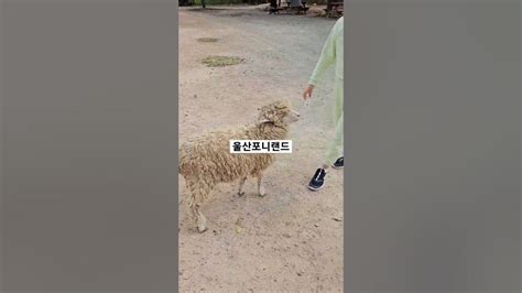 울산포니랜드양떼목장부산근교가볼만한곳승마체험울산아이와가볼만한곳 Youtube